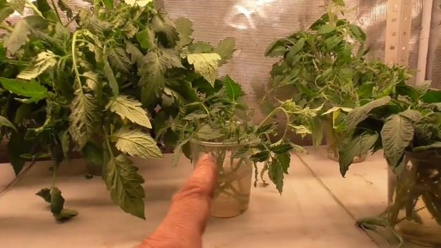 Пасынки томатов помогают нам определить КАКИМ БУДЕТ В ТЕПЛИЦЕ КУСТ - скромным или агрессивным.