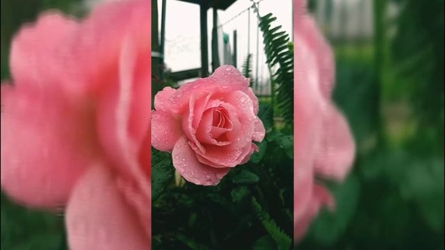 VEL-MILLION ROSES