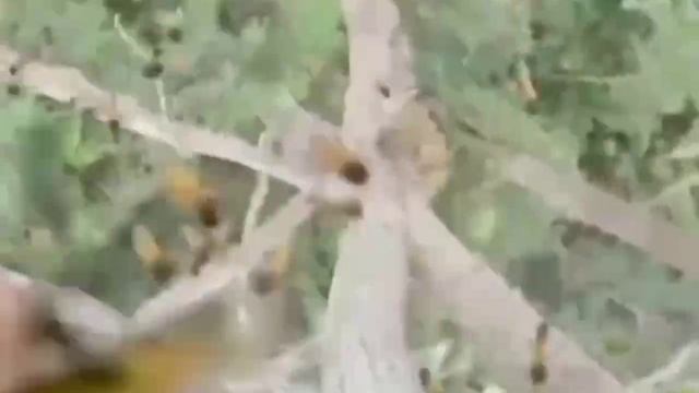 Я тучка-тучка-тучка, я вовсе не медведь