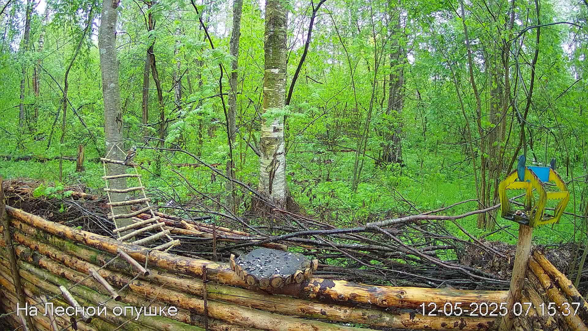 Весений лес онлайн   #Relaxing #природа #звуки леса #птицы  #погода