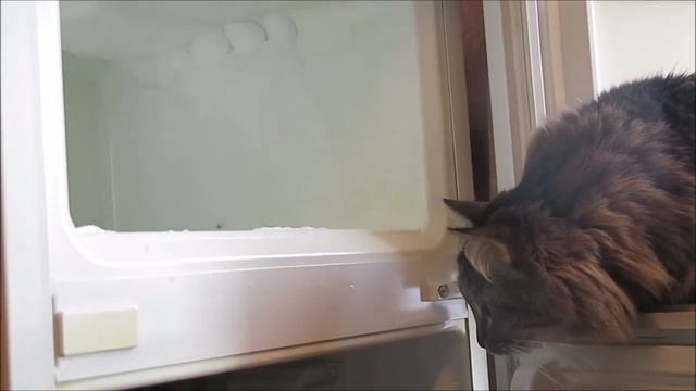Кошка впервые увидела холодильник внутри.