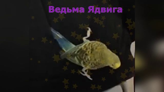 Как в моей семье появился попугай