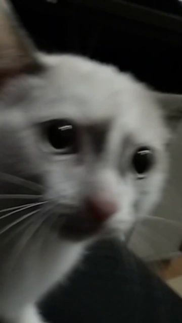 Котёнок Алиса впервые видит пылесос. #cat #kitty #live