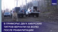 В Приморье двух амурских тигров вернули на волю после реабилитации