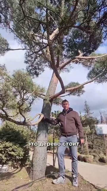 Однушка в Подмосковье, или бонсай на Рублёвке?