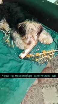 #массонабор #тренировка #собака #еда #диета #похудение #