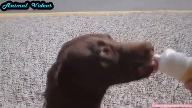 Приколы с животными №164   Собака ест мороженое  Кот и лимон  Смешные животные  Animal videos