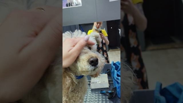 Рабочий день грумера Анастасии 🥹🙏❤️ всем приятного просмотра ❤️