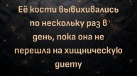 Её кости вывихивались по нескольку раз в день, пока она не перешла на хищническую диету