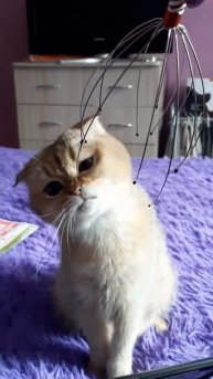 Кошка и массажёр для головы