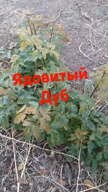 #shortsvideo # США # ставь лайк и не забудь подписаться