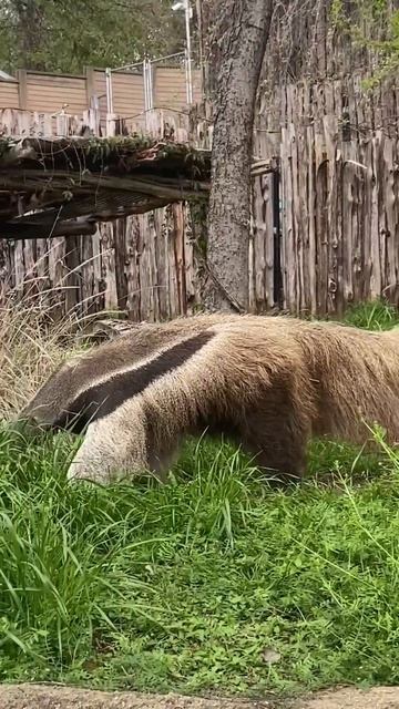 Beautiful vacuum cleaner (anteater) / Красивый пылесос(муравьед)! #zoo #ipho