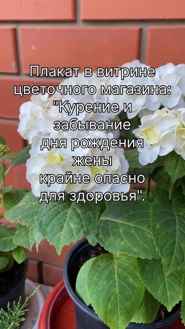Нет женщин, которые не любят цветы!!! #гортензия #юморжи