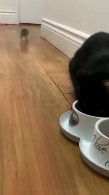 Funniest cats 😸 vol 82!