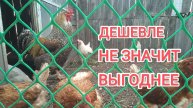Какое зерно лучше и выгоднее давать курам-несушкам
