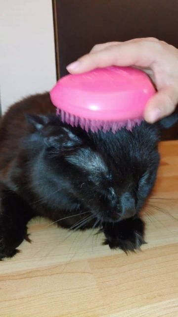 Kuzya The Cat Enjoys Head Massage / Кот Кузя Балдеет От Массажа Головы