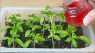 🍅✨ ЖАЛЕЮ, ЧТО РАНЬШЕ ТАК НЕ САЖАЛА СЕМЕНА ТОМАТОВ! ТЕПЕРЬ СЕЮ ТОЛЬКО ТАК! УДИВИТЕЛЬНЫЙ РЕЗУЛЬТАТ ✨