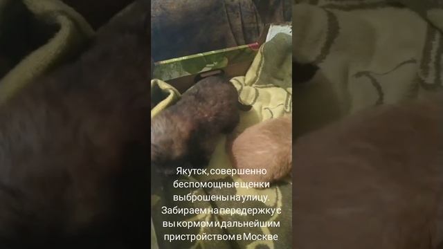 12-05-2025 беспомощные якутята выброшены на улицу