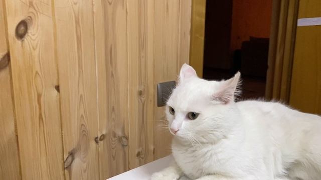 Сегодня играем с КОТИКОМ!