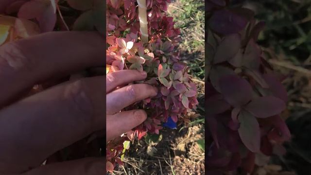 11.10.24 цветение мет.гортензии 🌸перед заморозками ❄️