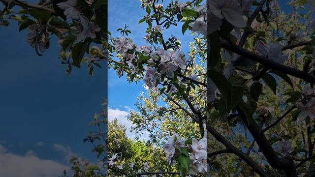 Тульский соловей пробует голос.
