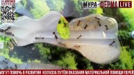МУРА-ферма LIVE.Бункер 47.Муравьиная ферма!ВТОРАЯ МАТКА?Муравьи Жнецы.+радио "Мураши LIVE".