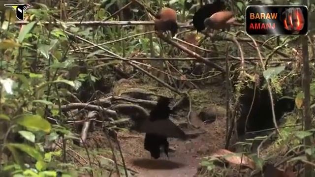 Интересные птички.🐦🐦🐦