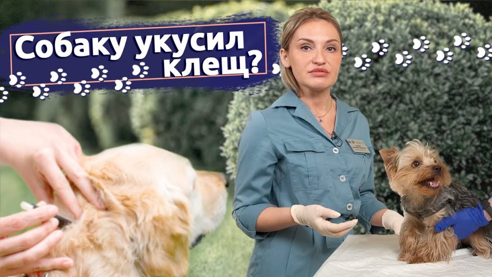 Советы ветеринара: Что делать, если собаку укусил клещ?
