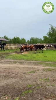 "Свобода попугаям!"
Удивительное зрелище, когда коровы первый раз весной выходят на пастбище!
