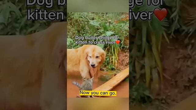 Friends 4evr💕♥♥😍 #cats #doglover #cute #youtubeshorts