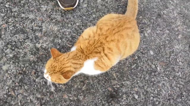 Поздоровался с котом!