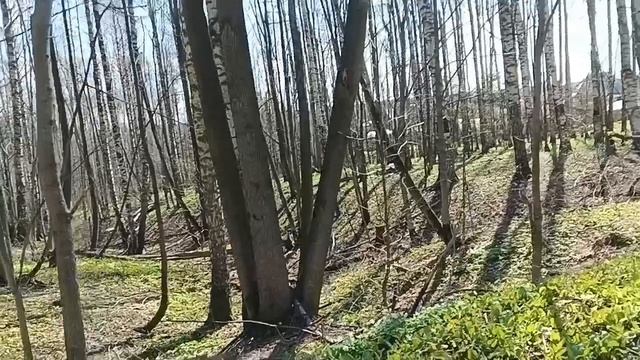 купили на ярмарке саженцы.