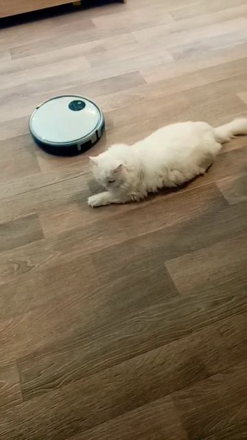 Жёсткий массаж коту Мартину от робота пылесоса.
