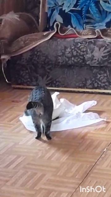 Кошка убираетза щенками Слабонервным не смотреть! #возьмикошкуизприюта#благотворительность#cat