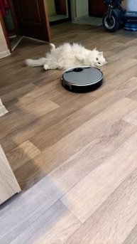 Мартин белый кот не понимает, что хочет робот пылесос.