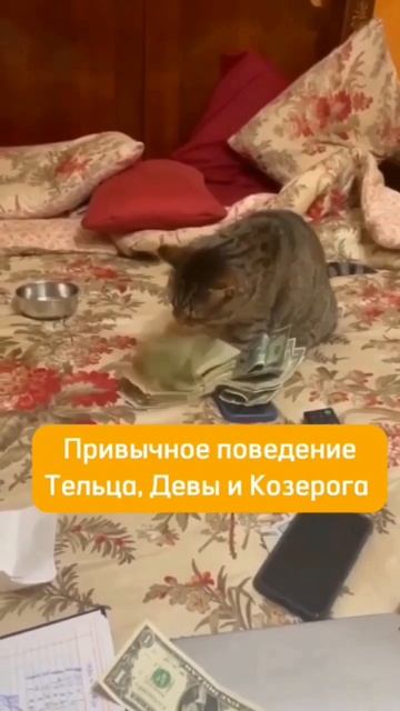 #типичный #Телец #Дева #Козерог #знакизодиака #лирен_юм?