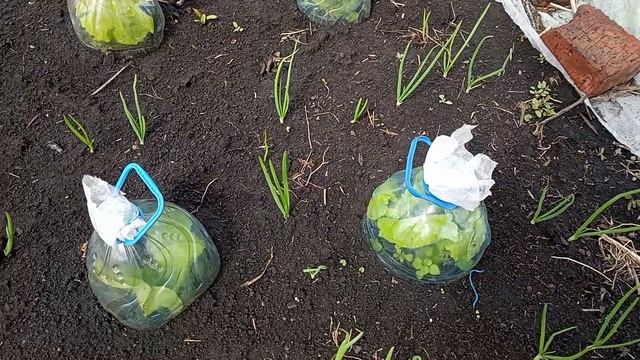 Картошка взошла, дождик полил, не хватает тепла
