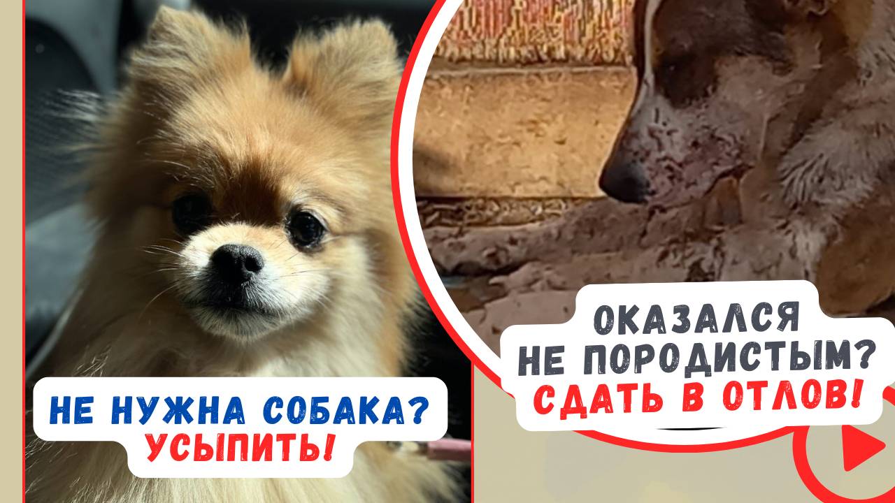 Не нужна - усыпить! Не породистый - сдать в отлов!