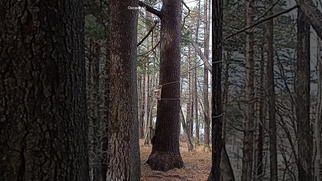 Белочки.mp4