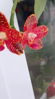 Орхидея фаленопсис Yaphon Red Brick 💖🌺😻Первое домашнее цветение 🌱