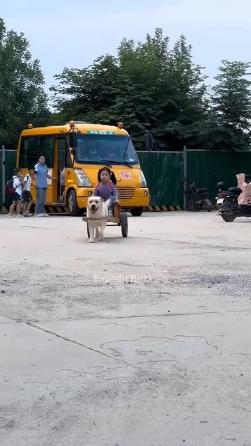 Dog as a school bus #shortsvideo
