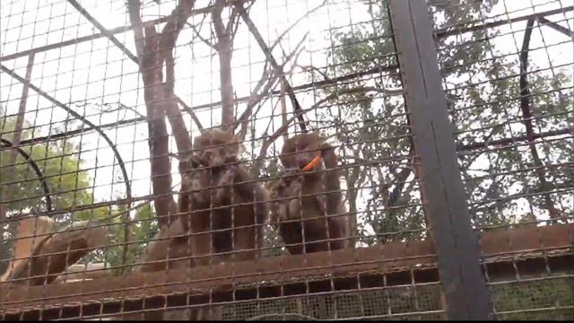 Люся прямо не отпускает Степашу от себя) Парк львов Тайган #тайган