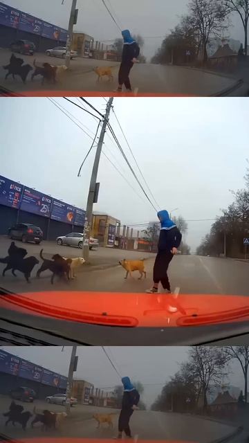 Собаки напали на мужчину посреди улицы