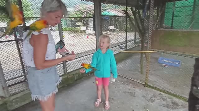 Прикольные попугаи в парке птиц Paradise Park Farm на острове Самуи