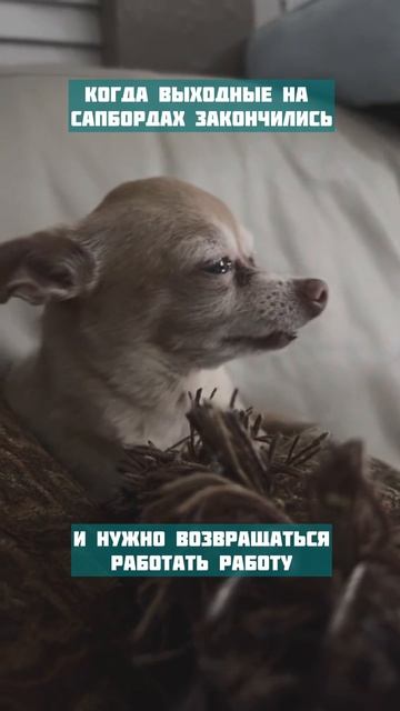Также возвращаетесь на работу?😹