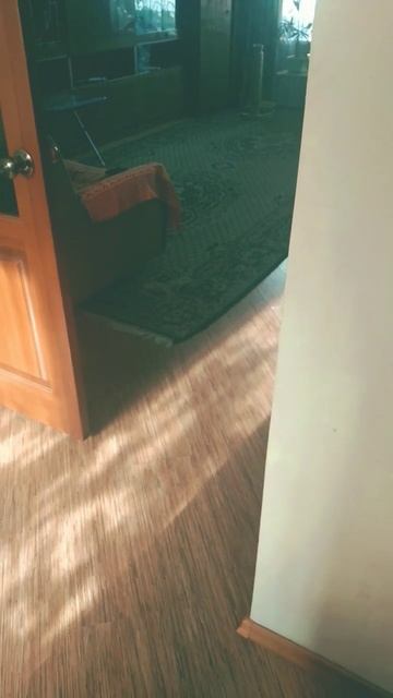любой сон нарушает холодильник😁 #кошки