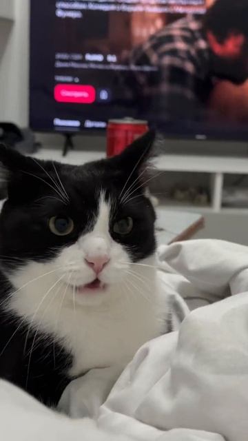 Кошка танцует 🐱