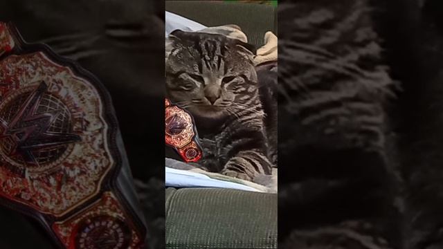 Новый чемпион в тяжелом весе #wwe #cat #wrestling#wweraw #smackdown#рек?