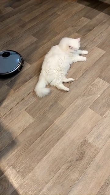 Жёсткий массаж коту Мартину от робота.