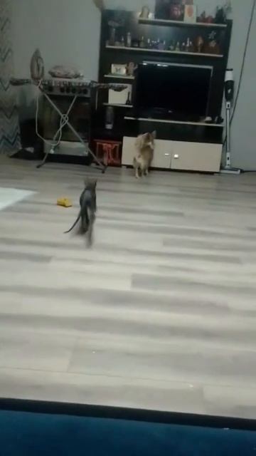 кошка уранила утюг 🤣 заметили?